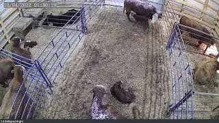 May: Calving Cameras in the Barn and Yard