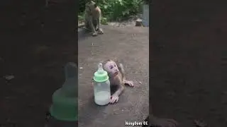 26-06-24 Lovely Abandoned baby monkey  #babylovermonkey #babyanimal #monkey#babymonkey