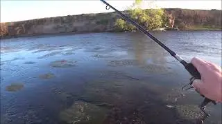 Bastano 2 minuti per catturare un barbo a spinning