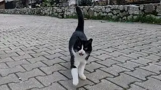 Бездомная кошка галопом подбежала к нам и ударилась головой о мою камеру.