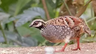 White cheeked partridge (Arborophila atrogularis) sound  - call and song