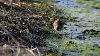 Sora - Porzana carolina