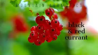 Currant Accord - How to Create Perfume