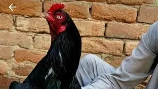 Cheena aseel bird Dr cheena Legend of punjab #aseelmurga #pets #sawaljawab  @Skyaseelbirds