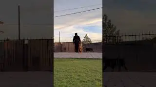 Off Leash Training with Toko + E Collar Conditioning #dog #puppy #lasvegas #dogtrainer #fyp #shorts