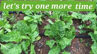 Pest infestation | Composting | Gardening in Lephalale South Africa 🇿🇦