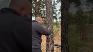 Важно метить территорию в лесу