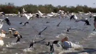 Djoudj Bird Sanctuary