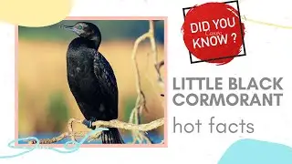 little black cormorant facts