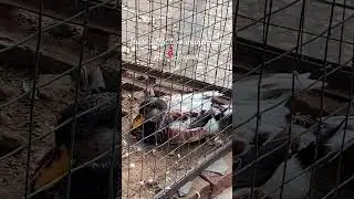 Birds at Jaipur 🦢 #jaipurbirds #birds #jaipurblog