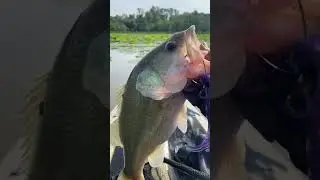 Patience paid off. Look at this beauty. 🎣 #AnglerLife #ReelItIn #BigCatch #FishingSeason