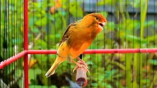 Spectacular Canary Song for 10-Minute Warm-Up HD &ndash; Canary Warm Up 152
