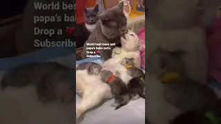 World Best cat 🐱 romance and mom duty ❤️ #shorts #bestcats #catlovers #shortsfeed