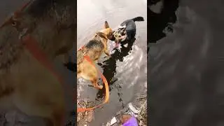 Любительница лежать в лужах