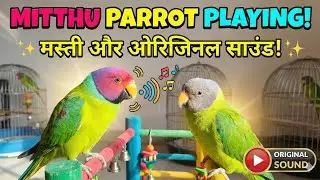 Mithu Parrot Playing with Original Sound 🦜 | Plum Headed Parakeet