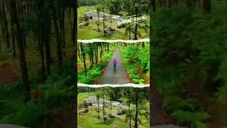 keliling wisata pinus songgon. Banyuwangi
