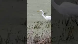 Crane? Ibis? Flamingo?