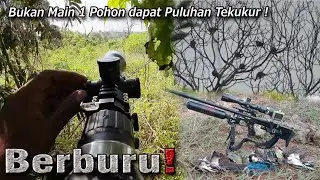 Bukan Main‼️ 1 pohon dapat puluhan tekukur🎯💯