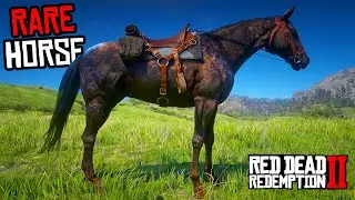 6 Rare Thoroughbred Horses (Location & Rankings) - RDR 2