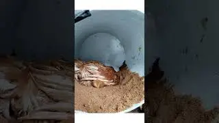 &iquest; porque debo evitar los piojos en mi gallinero?