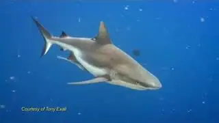 Biodiversity in Philippines (what to do?)