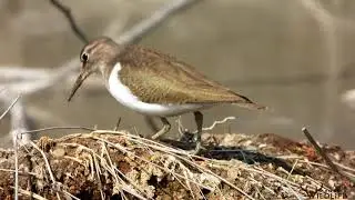 Green Sandpiper
