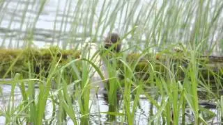 Mink swimming with large northern