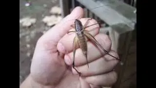 Shieldback Katydid