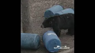 Pass or Shoot? (Leave a comment)|Spring Bear #bearhunt