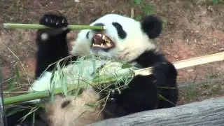 Po   The Bamboo Bandit
