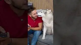 POV: Stai guardando un CANE ATLETA in TV e il tuo CANE si VENDICA🤭🐶😈 #cane #dog #comedy #comico