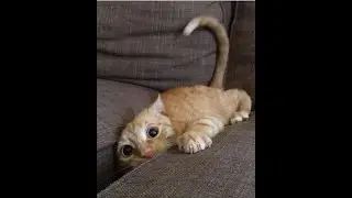 tips to train a kitten to be a barn cat - how to train stray kitten fast - kitten care oreo !