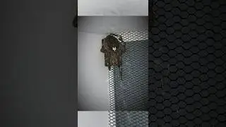 My Rare Japan g & Giant Japan g #gagamba #spider #new