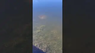 The Luckiest Fish in the World! #shorts