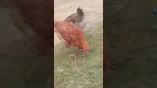 Main apni jindagi ka khuda Kasam #army #army lover #police #army hospital #army force viral video #