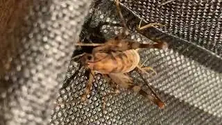 Spricket (Cave Spider) in a Basket