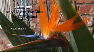 Angel Flying Too Close To The Ground - Willie Nelson - harmonica improv
