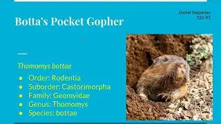 Thomomys Bottae Bio 321