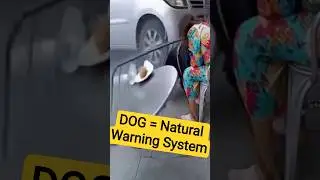 DOG = Natural Warning System 😳 | Accident Se Pehle Kaise? #shorts