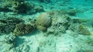 HD Snorkeling off the shore in Gili Meno Island