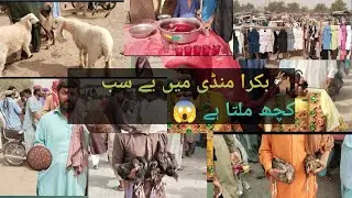 Bakra 🐐  Mandi men yah sub😱 Bhan Saeedabad Dadu Sindh Pakistan Faheemloundvlogs plz full wach an sub