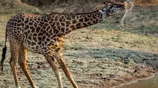 Giraffe sound effect