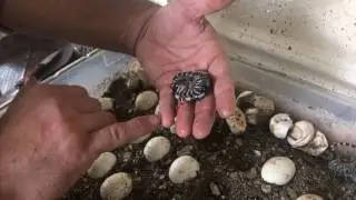 Purple Tegus babies 2017