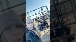 Makin&rsquo; Alpaca Babies! 🦙☀️🦙 #offgrid #homestead #shorts