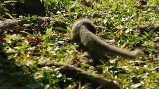 Common treeshrew Tupaia glis