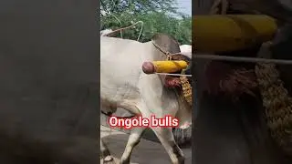 ongole jathi gittalu power full gittalu #shorts