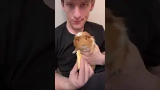 Guinea pigs