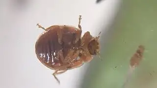 Oenopia conglobata
