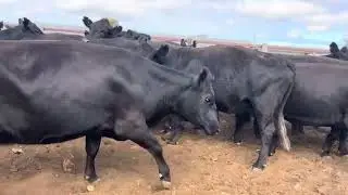 Watervalley Westslopes Cows