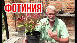 Фотиния Фрезера Red Robin / Посадка и уход / Игорь Билевич